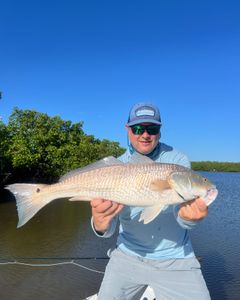 Redfish caught in Naples, Florida
