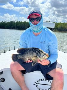 Tripletail fish caught fishing in FL