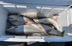 Three lake trout caught fishing in Duluth