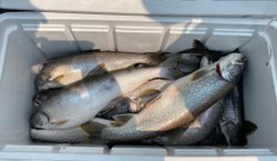 Two lake trout and brook trout caught while fishing in Duluth