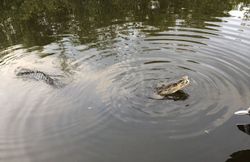 Two alligators swimming in dark water creating ripples in Key Largo FL