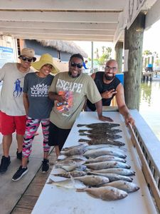Fresh caught Atlantic croaker displayed on cleaning table at Port Orange FL fishing dock