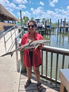 Atlantic Sharpnose Shark caught during fishing charter in Port Orange FL