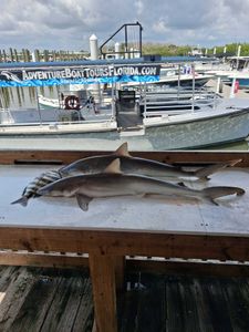 Atlantic Sharpnose Shark caught during fishing trip in Port Orange FL displayed on dock with tour boat in background