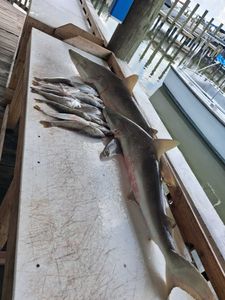 Atlantic Sharpnose Shark catch on cleaning station at Port Orange FL fishing dock with smaller fish