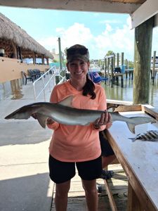 Atlantic Sharpnose Shark catch displayed at fishing dock in Port Orange FL