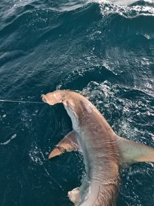 Bonnethead shark caught during fishing tour in Port Orange FL waters