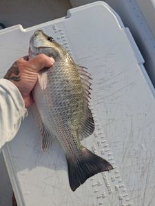 Grey snapper caught during fishing charter in Port Orange FL displayed on measuring board
