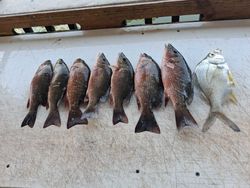 Eight grey snapper fish arranged on boat deck after fishing trip in Port Orange FL