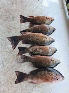 Six grey snapper arranged on boat deck after fishing trip in Port Orange FL