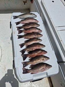 Ten grey snapper fish arranged in white cooler on fishing boat deck in Port Orange Florida