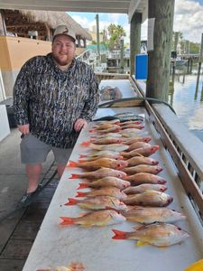 Large catch of lane snapper fish displayed on cleaning table at Port Orange FL fishing dock
