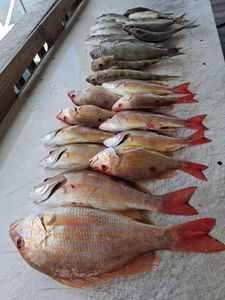 Fresh caught Lane Snapper and mixed species fish lined up on boat deck in Port Orange FL