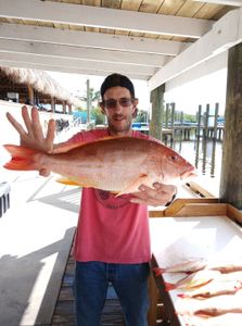 Lane snapper catch displayed at fishing dock in Port Orange FL