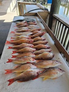 Multiple lane snapper fish displayed on dock after fishing trip in Port Orange FL