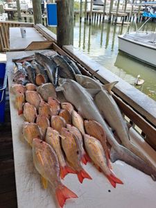 Fresh caught lane snapper and other fish species displayed on cleaning table at Port Orange FL marina dock