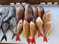 Fresh caught lane snapper, grey snapper, and greater amberjack from Port Orange FL fishing charter displayed on boat deck