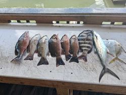 Fresh caught Spanish Mackerel, Grey Snapper, and Sheepshead displayed on boat deck from Port Orange FL fishing trip