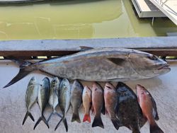 Port Orange FL fishing charter catch featuring large greater amberjack with grey snapper, blue runner, and lane snapper on boat deck