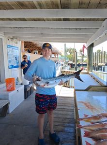 Great barracuda caught fishing in Port Orange FL displayed at cleaning station