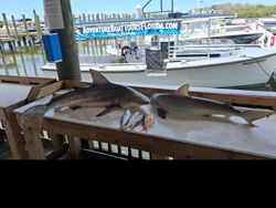 Fresh caught blacktip sharks and fish displayed on cleaning table at Port Orange FL marina