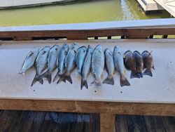 Fresh caught bluefish and grey snapper laid out on fishing boat deck in Port Orange FL