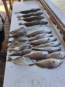 Mixed catch of Atlantic Croaker and Squeteague fish laid out on cleaning table from Port Orange FL fishing trip