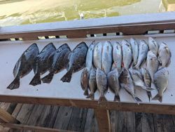 Fresh caught Southern Flounder, Walleye, Summer Flounder, and Atlantic Croaker displayed on fishing boat cleaning station in Port Orange FL