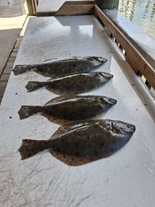 Four fresh caught flounder laid out on boat deck in Port Orange FL