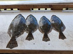 Four fresh caught flounder laid out on boat deck in Port Orange FL
