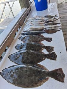 Fresh caught Southern Flounder, California Flounder, and Summer Flounder displayed on fishing boat cleaning table in Port Orange FL