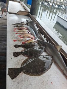 Fresh caught Southern Flounder and Summer Flounder arranged on fishing boat deck in Port Orange FL