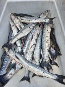 Fresh caught great barracuda in white cooler from Port Orange FL fishing charter