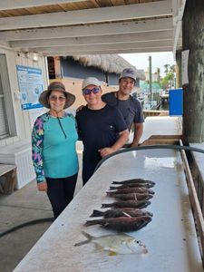 Fresh caught grey snapper and other fish displayed on cleaning table at Port Orange FL fishing dock