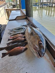 Fresh caught grey snapper and other fish displayed on fishing boat cleaning station in Port Orange FL