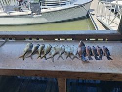 Fishing catch of grey snapper laid out on dock in Port Orange FL