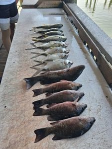 Fresh caught grey snapper and mixed fish species lined up on fishing boat deck in Port Orange FL