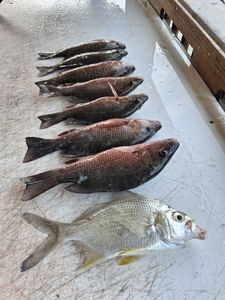 Fresh caught grey snapper and other fish species displayed on boat deck in Port Orange FL