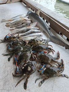 Fresh caught blue crabs and Southern Kingcroaker fish displayed on fishing boat dock in Port Orange FL