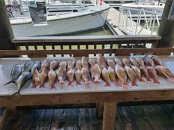 Fresh caught fish including lane snapper displayed on cleaning table at Port Orange FL marina