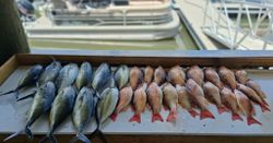 Fresh caught fish display including lane snapper from Port Orange FL fishing trip