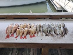 Fresh caught lane snapper and other fish species displayed on boat dock in Port Orange FL