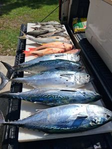 Fresh caught Little Tunny and mixed species displayed on fishing boat table in Port Orange FL