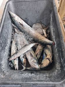Fresh caught King Mackerel and Spanish Mackerel in fishing cooler from Port Orange FL charter