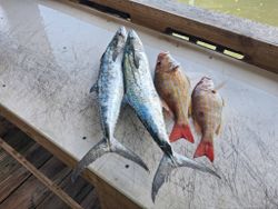 Four fresh caught fish on cutting board in Port Orange FL - two Spanish Mackerel and two Lane Snapper displayed after fishing trip