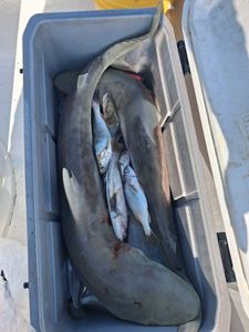 Fresh caught fish in cooler from Port Orange FL fishing charter including sharks and other species
