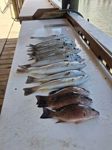 Fresh caught grey snapper, squeteague, and bluefish displayed on fishing boat cleaning station in Port Orange FL
