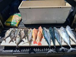 Fishing catch display showing Greater Amberjack, Little Tunny, Longfin Yellowtail, and Lane Snapper from Port Orange FL charter