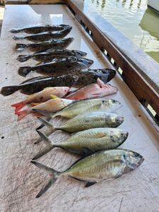 Fresh caught fish including Southern Flounder, Lane Snapper, and Blue Runner laid out on boat deck in Port Orange FL