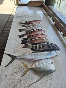 Mixed species fishing catch including Spanish Mackerel, Lookdown, Sheepshead, and Grey Snapper laid out on boat cleaning station in Port Orange FL